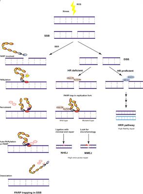 New Perspectives for Resistance to PARP Inhibitors in Triple-Negative Breast Cancer